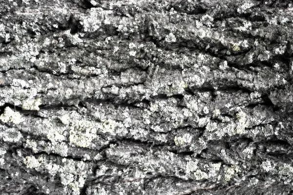 Textura Pozadí Vzor Kůra Stromu Venku Nad Dřevo Část Šachty — Stock fotografie