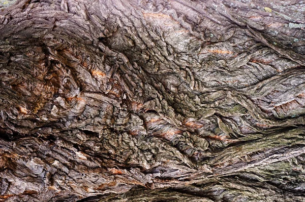 Texture, background, pattern. Bark of tree. Outside, above the t — Stock Photo, Image