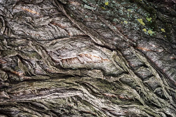 Textura Fundo Padrão Casca Árvore Fora Acima Madeira Pedaços Troncos — Fotografia de Stock