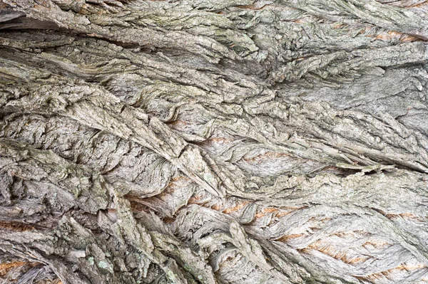 Texture Background Pattern Bark Tree Timber Piece Trunks Stems Roots — Stock Photo, Image