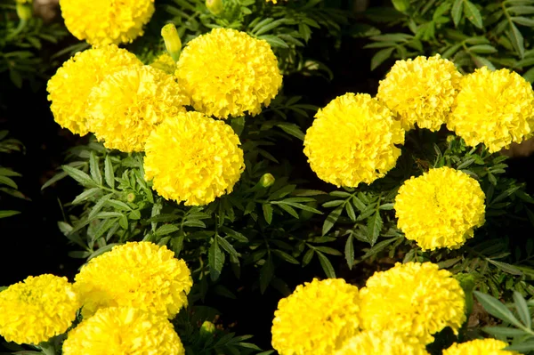 Nagietki Kwiaty Rośliny Rodziny Astrowatych Zazwyczaj Żółty Pomarańczowy Lub Miedzi — Zdjęcie stockowe