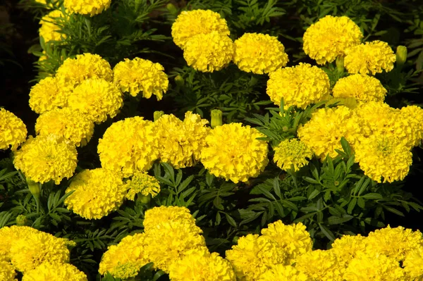 Fiori Calendula Una Pianta Della Famiglia Delle Margherite Tipicamente Con — Foto Stock