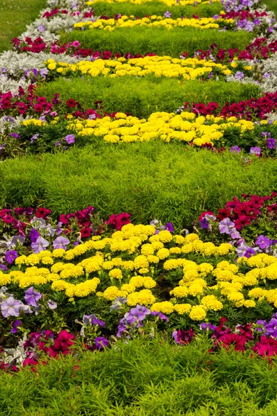 Tagetes Bloemen Een Plant Van Familie Van Daisy Meestal Met — Stockfoto