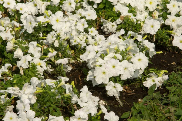Petunia Kwiaty Rośliny Rodziny Psiankowatych Kolorowych Kwiatów Kształcie Lejka Pochodzi — Zdjęcie stockowe