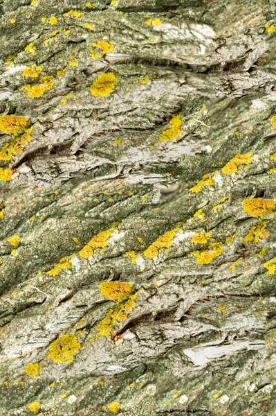 テクスチャ シームレスなパターン これは デザイナーのため便利です 木の樹皮 トランクの上外では 茎や樹木の根 — ストック写真