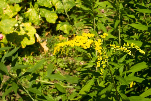 肺病或伦格沃特与粉红色和蓝色花宏在 Bokeh 背景上 选择性焦点 Dof 药用植物 — 图库照片