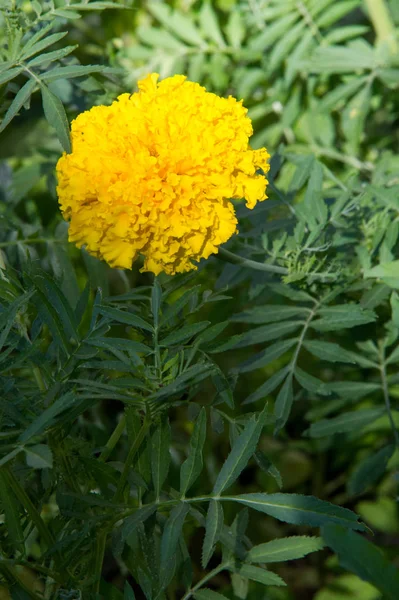 Nagietki Kwiaty Rośliny Rodziny Astrowatych Zazwyczaj Żółty Pomarańczowy Lub Miedzi — Zdjęcie stockowe