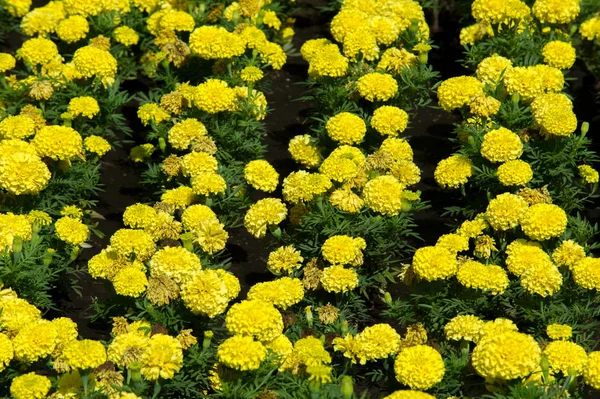 Marigolds Flowers Plant Daisy Family Typically Yellow Orange Copper Brown — Stock Photo, Image