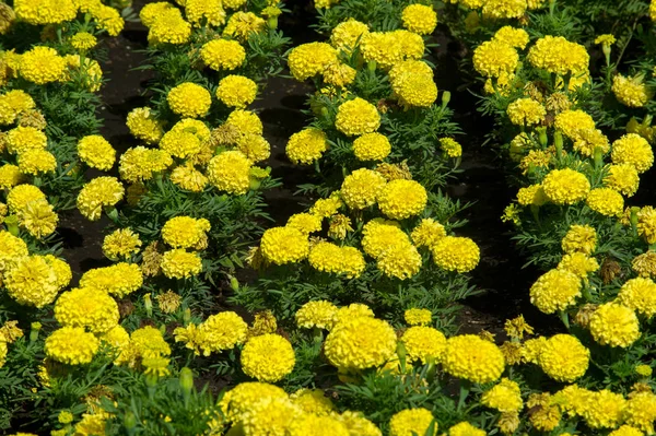 Fiori Calendula Una Pianta Della Famiglia Delle Margherite Tipicamente Con — Foto Stock