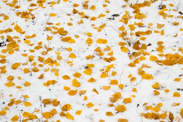 Blätter Herbst Schnee Textur — Stockfoto