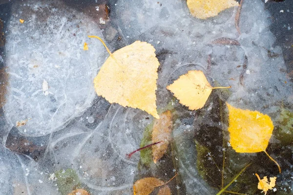 Hojas de otoño charco de hielo — Foto de Stock