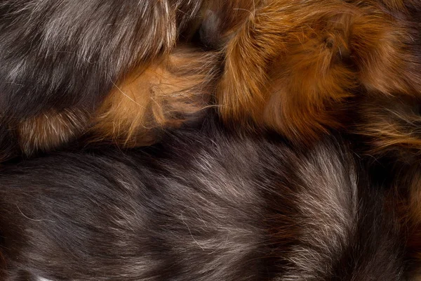 Texture, background. Fur Fox. a carnivorous mammal of the dog fa — Stock Photo, Image