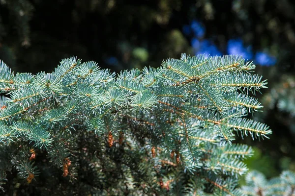 Abete rosso blu. un abete rosso nordamericano con acuto, rigido blu-gree — Foto Stock