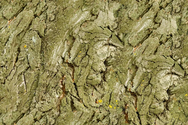 Textur Bakgrund Bark Träd Poppel Bark — Stockfoto