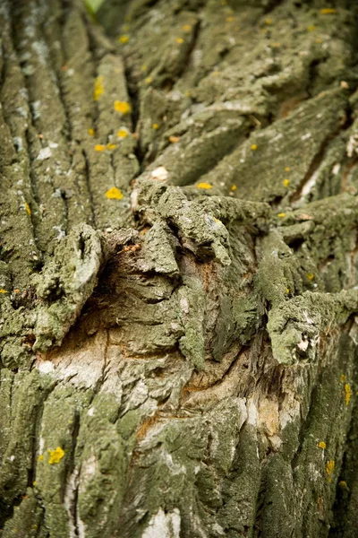 纹理背景 树的树皮 杨树树皮 — 图库照片