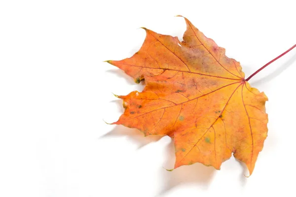 Autumn Maple Leaves Yellow Maple Leaf Autumn Symbol Isolated White — Stock Photo, Image