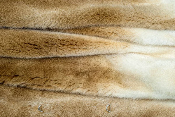 Американський Норки Neovison Позиціонування Напівводними Вид Mustelid Дуже Приємно Шубу — стокове фото