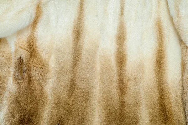 美国水貂 Neovison Mustelid 半水栖物种 对女性很好的毛皮大衣 — 图库照片