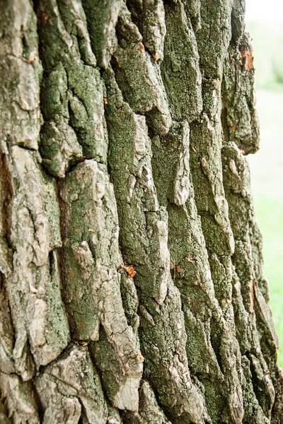 Тло Текстура Кору Дерева — стокове фото
