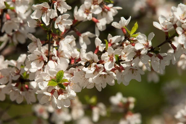 Flowers Nanking Cherry Prunus Tomentosa Spring Spring Flower Blooming Rosaceae — Stock Photo, Image