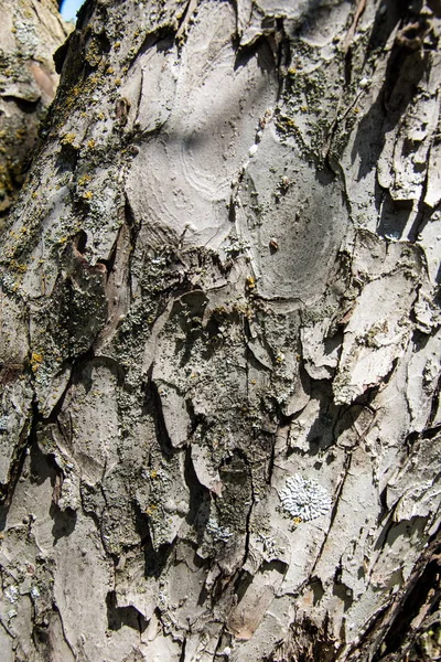 Textur Der Holzstruktur — Stockfoto