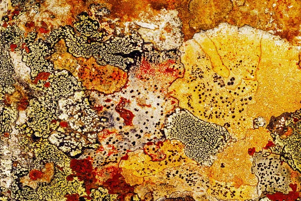 Texture Lichen Stone Rough Granite Stone Rock Background Texture Old — Stock Photo, Image