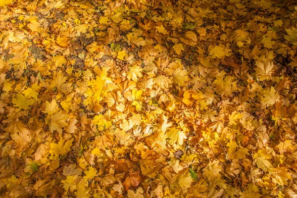 Texture Delle Foglie Acero Autunnale Fotografato Nel Parco Autunnale — Foto Stock