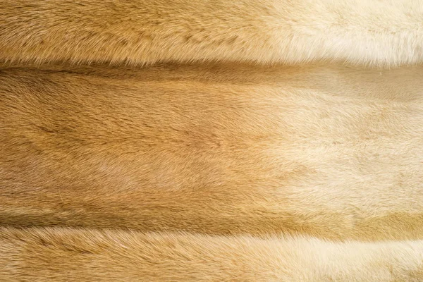 テクスチャ ミンクを毛皮します ミンクのコート ゴールド色のミンクの毛皮 小さく 半水生 Stoatlike 肉食北アメリカとユーラシアに原産 アメリカ ミンクは広くその毛皮の養殖します — ストック写真