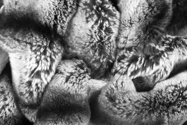 Κουνέλι Γούνα Υφή Φόντου Τρώσης Αγελαία Φυτοφάγων Θηλαστικό Μακριά Αυτιά — Φωτογραφία Αρχείου
