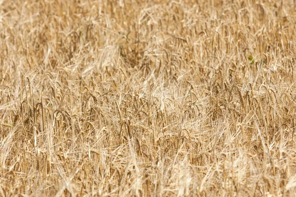 Textura Pšeničné Pole Zralé Pšenice Golden — Stock fotografie