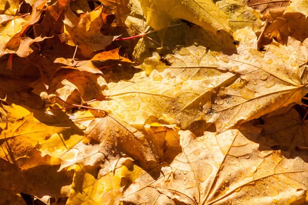 Tekstura Jesiennych Liści Klonu Fotografie Jesiennym Parku — Zdjęcie stockowe