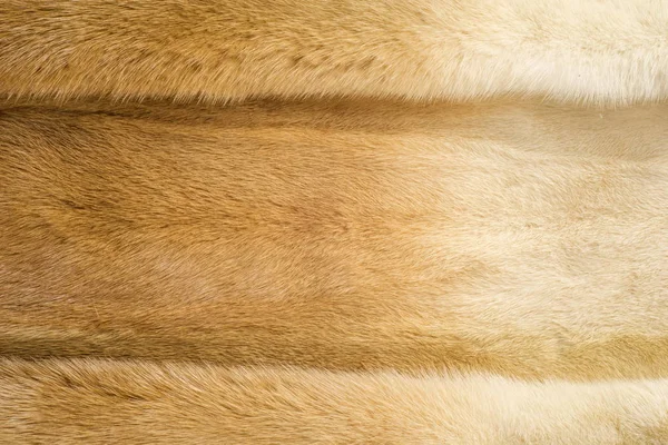 Het patroon, achtergrond. Mink bont. Nerts jas. Goud kleur nertsen pels. een — Stockfoto
