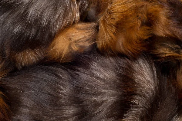 Texture, background. Fur Fox. a carnivorous mammal of the dog fa — Stock Photo, Image