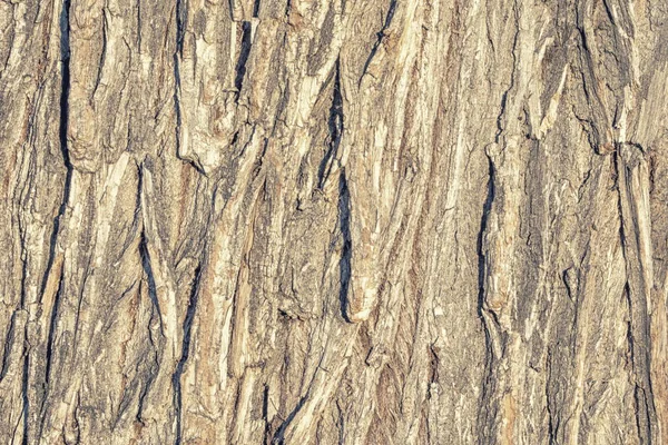 Ağaç Kabuğu Yaşlı Bir Ağaç Kabuğu — Stok fotoğraf