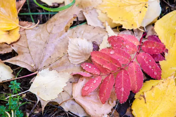 Tekstura Liści Jesienią Sfotografowany Parku Jesień — Zdjęcie stockowe