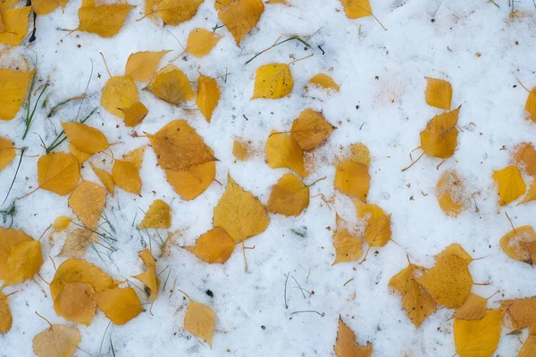 Lässt Herbstschnee Liegen Textur Der Erste Schneefall Gelbe Birkenblätter Schnee — Stockfoto