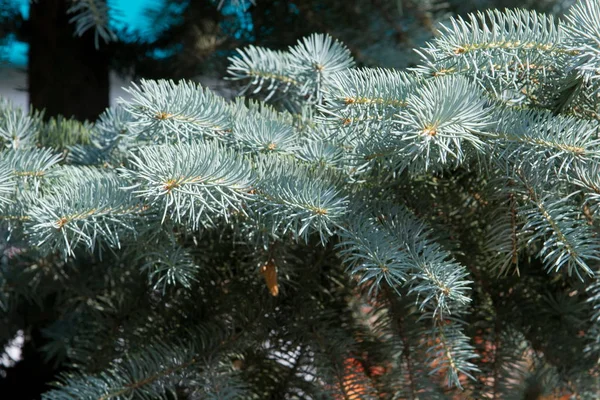 Blue Spruce North American Spruce Sharp Stiff Blue Green Needles — Stock Photo, Image