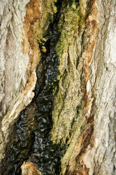 Textur Hintergrund Baumrinde Pappelrinde — Stockfoto