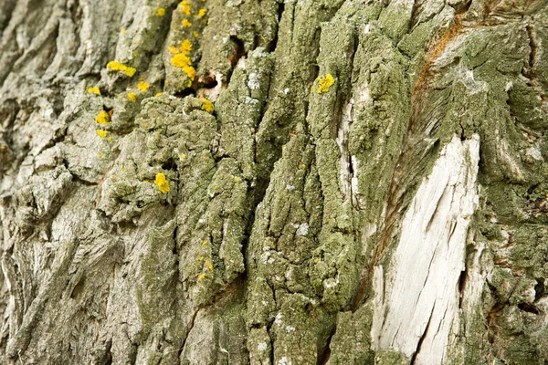 Textura Pozadí Kůra Stromu Topolová Kůra — Stock fotografie