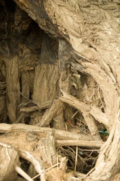 テクスチャ 木の根 — ストック写真
