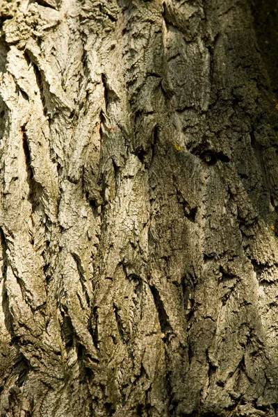 Textura Fondo Corteza Árbol Corteza Álamo — Foto de Stock