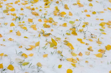 doku, arka plan. Sonbahar yaprakları kar üzerinde. İlk kar. erken kış. İlk soğuk kış sezonu