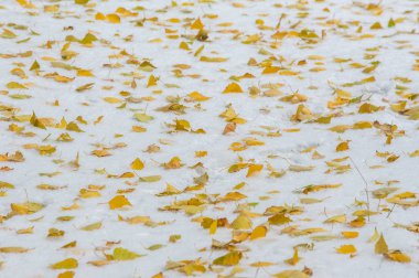 Doku, arka plan. Beyaz kar üzerinde sarı sonbahar yaprakları. İlk kar. Sarı huş ağacı yaprakları