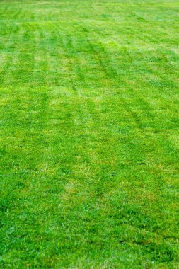 doku, arka plan. Çim kesilmiş. Manikürlü çimler yeşil. Bahçede çim ekili Bulvarı'nda park Bahçesi