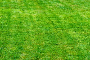 doku, arka plan. Çim kesilmiş. Manikürlü çimler yeşil. Bahçede çim ekili Bulvarı'nda park Bahçesi