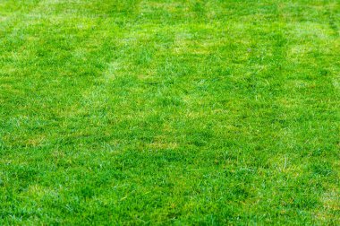 doku, arka plan. Çim kesilmiş. Manikürlü çimler yeşil. Bahçede çim ekili Bulvarı'nda park Bahçesi