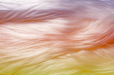 Doku, arka plan, desen. Kürk beyaz yak. düzgün saçlı, kambur omuz ve büyük boynuzları ile büyük bir Evcil vahşi öküz, 