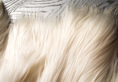 Doku, arka plan, desen. Kürk beyaz yak. düzgün saçlı, kambur omuz ve büyük boynuzları ile büyük bir Evcil vahşi öküz, 