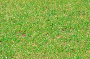 doku, arka plan. Çim kesilmiş. Manikürlü çimler yeşil. Bahçede çim ekili Bulvarı'nda park Bahçesi