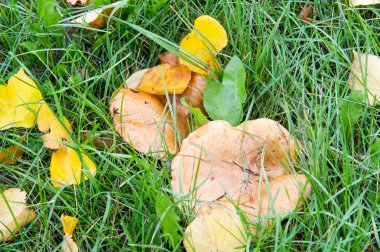 exture, arka plan. Sonbahar yaprakları yere. Sonbahar yaprakları parlak halı. Sarı kırmızı altın yaprağı. Buket parlak renkler sonbahar yaprak